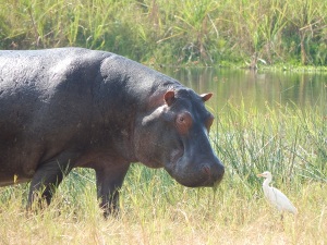 Hippo at home